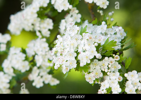 L'aubépine (Crataegus monogyna) en fleurs le long d'une journée de printemps en juin dans le Nord du Lincolnshire, Angleterre Banque D'Images