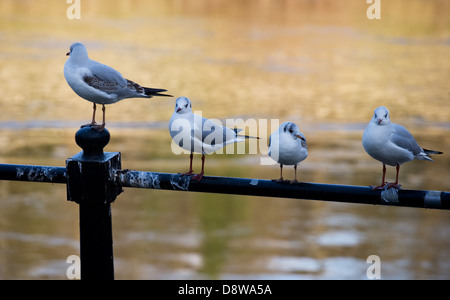 Oiseaux sur main courante Banque D'Images