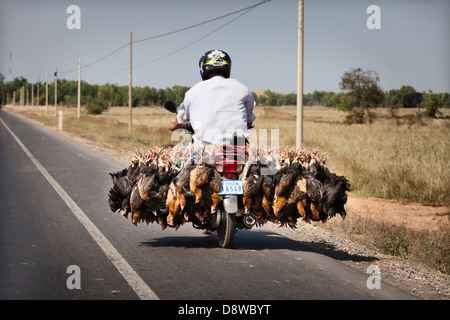 Homme transportant des poulets sur un cyclomoteur, Cambodge Banque D'Images