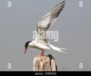 Close-up détaillé d'une sterne pierregarin (Sterna hirundo) l'atterrissage sur un poteau, ailes déployées Banque D'Images