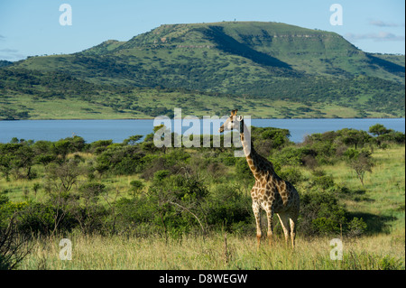 Le sud de Girafe (Giraffa camelopardalis giraffa) devant le barrage, Chantôme Game Reserve, Afrique du Sud Banque D'Images