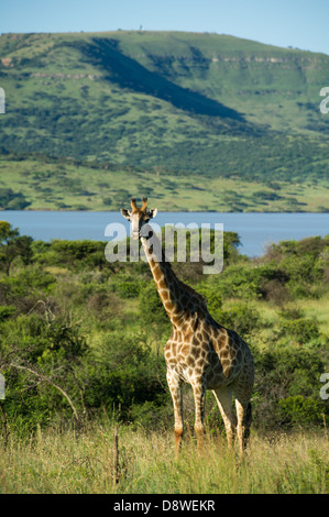 Le sud de Girafe (Giraffa camelopardalis giraffa) devant le barrage, Chantôme Game Reserve, Afrique du Sud Banque D'Images