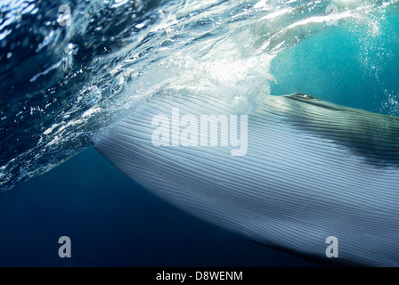 Dwarf petit rorqual Balaenoptera acutorostrata Grande Barrière de Corail, Mer de Corail, l'océan Pacifique, Queensland, Australie Banque D'Images