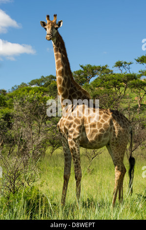 Le sud de Girafe (Giraffa camelopardalis giraffa), Chantôme Game Reserve, Afrique du Sud Banque D'Images