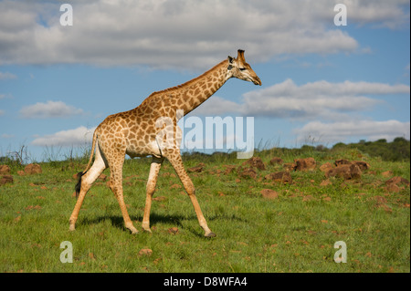 Le sud de Girafe (Giraffa camelopardalis giraffa), Chantôme Game Reserve, Afrique du Sud Banque D'Images