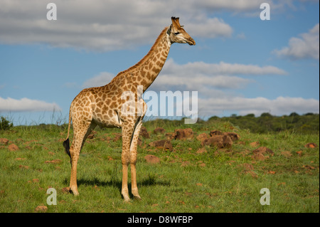 Le sud de Girafe (Giraffa camelopardalis giraffa), Chantôme Game Reserve, Afrique du Sud Banque D'Images