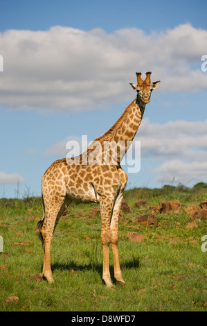 Le sud de Girafe (Giraffa camelopardalis giraffa), Chantôme Game Reserve, Afrique du Sud Banque D'Images