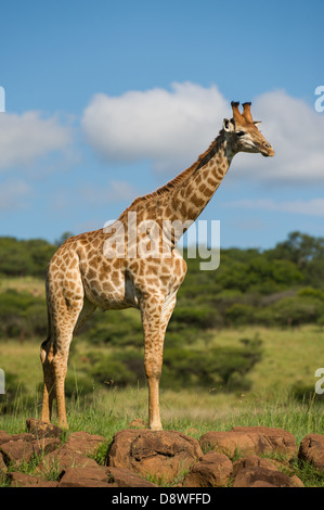 Le sud de Girafe (Giraffa camelopardalis giraffa), Chantôme Game Reserve, Afrique du Sud Banque D'Images