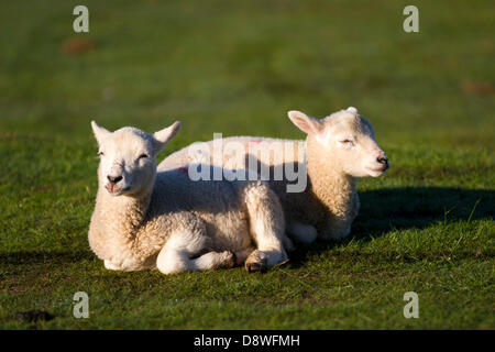 Kirkby Stephen, au Royaume-Uni. 5 juin, 2013. Agneaux jumeaux attraper tôt le matin la chaleur sur pâturages à Watergate bas, Kirkby Stephen, Cumbria. Credit : Mar Photographics/Alamy Live News Banque D'Images