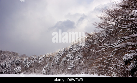 La neige a couvert de pins le long de la côte de la glace d'un lac Towada pendant le pic de l'hiver Banque D'Images