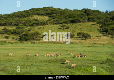 Troupeau d'éland commun (Tragelaphus oryx), Chantôme Game Reserve, Afrique du Sud Banque D'Images