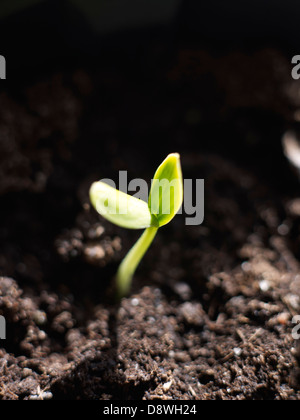 Close-up de plantule Banque D'Images