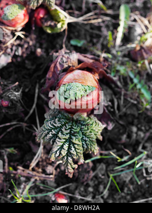 Close-up de la rhubarbe croissante Banque D'Images
