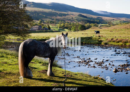 Kirkby Stephen, au Royaume-Uni. 5 juin, 2013. Le pâturage tôt le matin pour un cheval gris pommelé s/n, attaché et enchaîné à Watergate bas (connue localement sous le nom de Watter Yat), à Mallerstang, en route vers l'arrêt Appleby Horse Fair de Cumbria. La foire est un rassemblement annuel de Tsiganes et Voyageurs qui a lieu sur la première semaine de juin, et n'a eu lieu depuis le règne de Jacques II, qui ont accordé une charte royale en 1685 permettant à un cheval juste 'près de la rivière Eden'. Banque D'Images