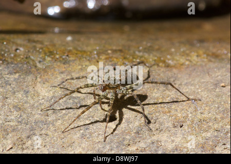 Wolf spider, Lycosidae, la chasse ouverte. Le parc national de Kaeng Krachan, Thaïlande. Banque D'Images
