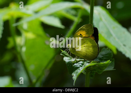 Jaune Orange Tip, Ixias pyrene Verma. Le parc national de Kaeng Krachan, Thaïlande. Banque D'Images