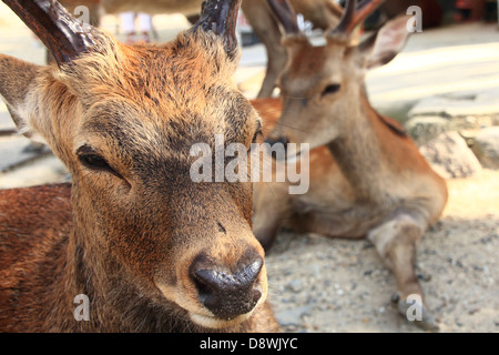 Le cerf sika dans le Parc de Nara, Nara, Japon Banque D'Images