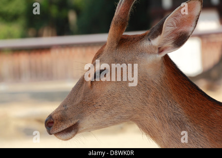 Le cerf sika dans le Parc de Nara, Nara, Japon Banque D'Images