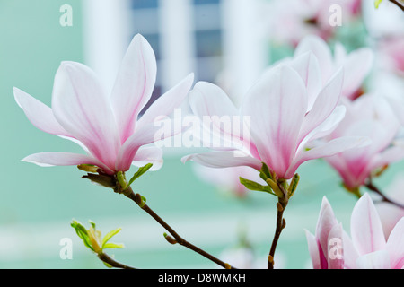 Magnolia blossom Banque D'Images