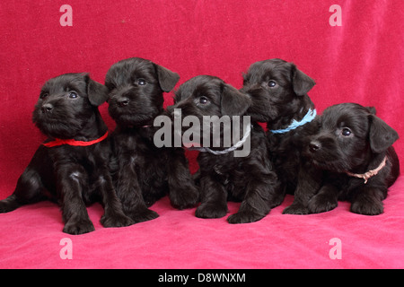 Chiots Schnauzer nain Banque D'Images