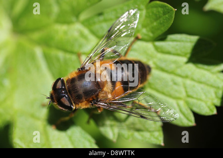 Drone conique-fly Eristalis pertinax Banque D'Images