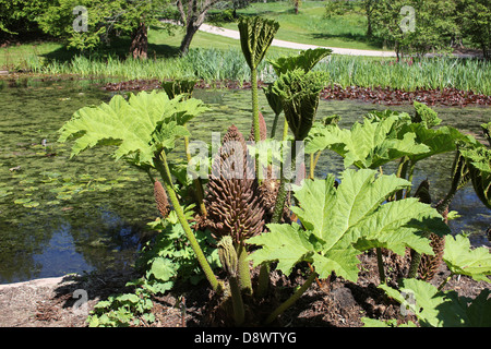 Gunnera manicata Rhubarbe géante Banque D'Images