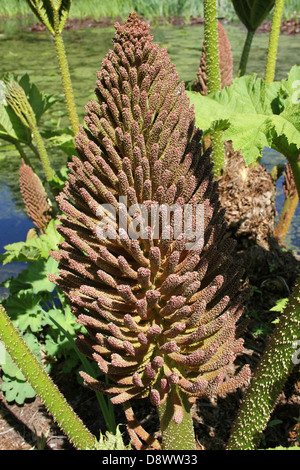 Inflorescence Gunnera manicata Rhubarbe géante Banque D'Images