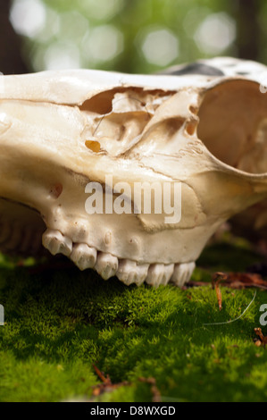Crâne d'ours assis sur le sol couvert de mousse dans les bois appelant à l'esprit de l'ours Banque D'Images