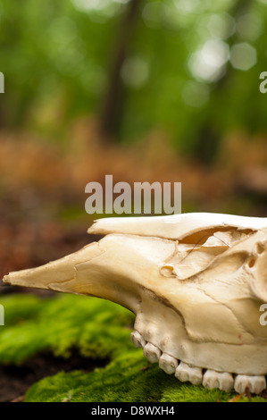 Crâne d'ours assis sur le sol couvert de mousse dans les bois à l'esprit de la guérison et la protection de l'ours Banque D'Images