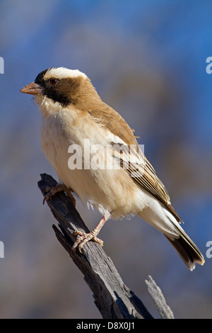 Augenbrauenmahali, White-browed Sparrow Weaver, White-browed Sparrow-Weaver mahali Plocepasser, Banque D'Images