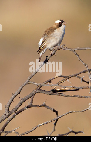 Augenbrauenmahali, White-browed Sparrow Weaver, White-browed Sparrow-Weaver mahali Plocepasser, Banque D'Images