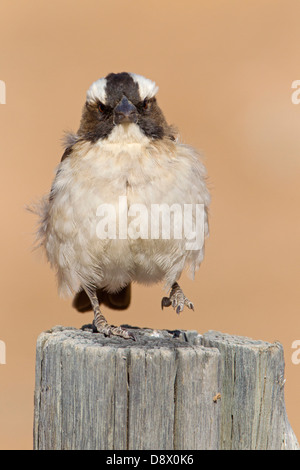 Augenbrauenmahali, White-browed Sparrow Weaver, White-browed Sparrow-Weaver mahali Plocepasser, Banque D'Images