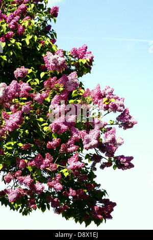 Partie d'un lilas contre le ciel. Banque D'Images