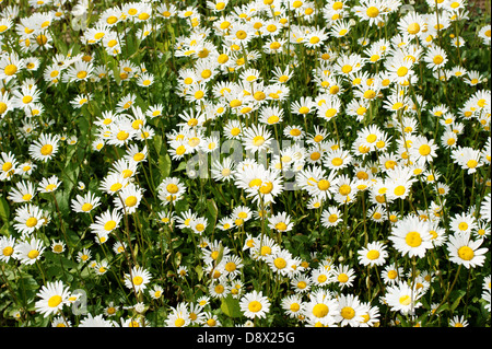Leucanthemum vulgare Banque D'Images