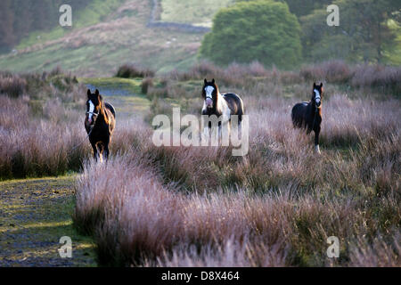 Kirkby Stephen, au Royaume-Uni. 5 juin, 2013. Le pâturage tôt le matin pour trois chevaux Cob, attaché et enchaîné, en route vers l'arrêt Appleby Horse Fair de Cumbria. La foire est un rassemblement annuel de Tsiganes et Voyageurs qui a lieu sur la première semaine de juin, et n'a eu lieu depuis le règne de Jacques II, qui ont accordé une charte royale en 1685 permettant à un cheval juste 'près de la rivière Eden'. Banque D'Images