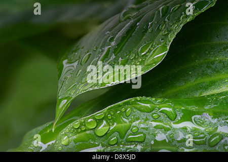 Gouttes d'eau sur les feuilles vert Hosta sous la pluie Banque D'Images