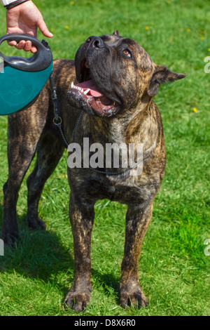 Race de chien Cane Corso bringé debout sur une pelouse fleurs jaune-vert. Profondeur de champ Banque D'Images