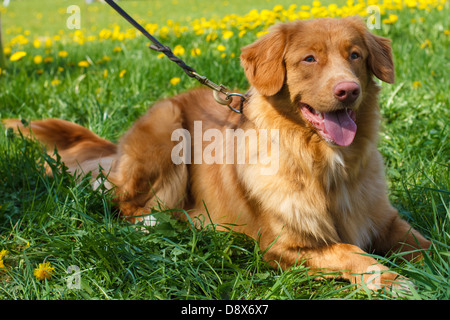 Smiling red gun race de chien Nova Scotia Duck Tolling Retriever (Toller) est posé sur une pelouse verte blooming Banque D'Images