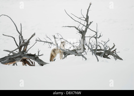 Coyote dans la neige derrière arbre mort Banque D'Images