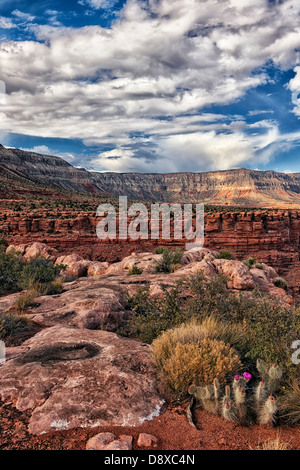 Après-midi les nuages passent au-dessus de Big Point avec le figuier de barbarie qui fleurit vers le bord nord de l'Arizona's Grand Canyon National Park. Banque D'Images