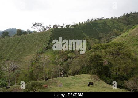 Les plantations de café, près de Salento, vallée de Cocora, Colombie Banque D'Images