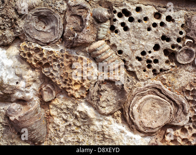Close-up de fossiles dans le calcaire. Banque D'Images