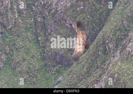 Un Condor des Andes du sud du Pérou monte sur le Canyon de Colca, Pérou Banque D'Images