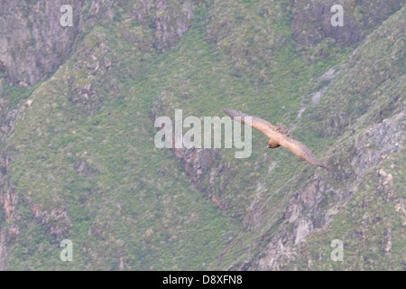 Un Condor des Andes du sud du Pérou monte sur le Canyon de Colca, Pérou Banque D'Images