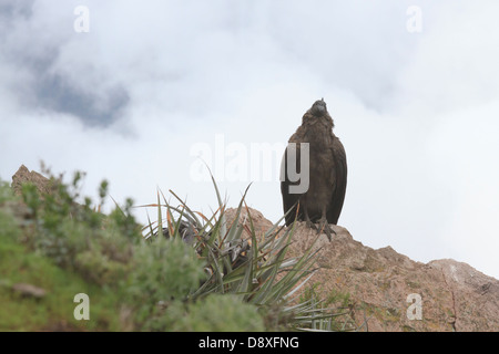 Un Condor des Andes du sud du Pérou monte sur le Canyon de Colca, Pérou Banque D'Images