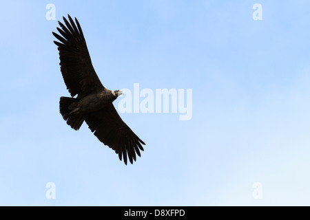 Un Condor des Andes du sud du Pérou monte sur le Canyon de Colca, Pérou Banque D'Images