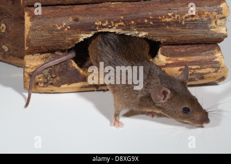 Souris domestique (Mus musculus). Sortant d'un trou dans du bois. Banque D'Images