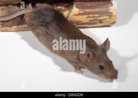 Souris domestique (Mus musculus). Sortant d'un trou dans du bois. Banque D'Images