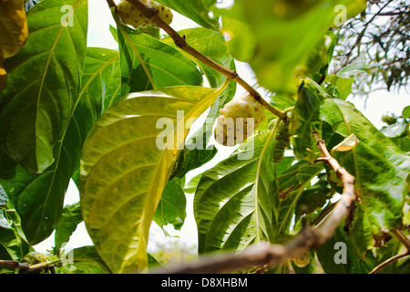 Fruits de noni (Morinda citrifolia) sur une branche Banque D'Images