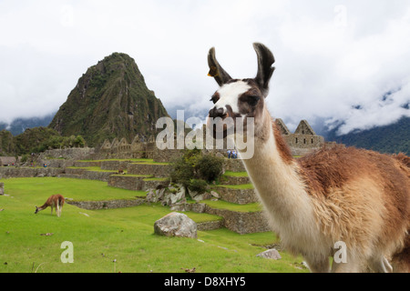 Les lamas résident sur Machu Picchu Site Archéologique, Pérou Banque D'Images